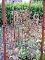 Himbeeren1 (1).webp