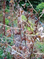 Himbeeren1 (2).webp