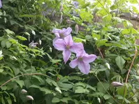 Clematis.webp