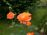 Garten 06-2 019.webp