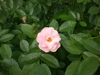 Garten 06-1 023.webp