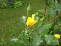 Garten 06-1 020.webp