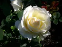 Garten 06-1 049.webp