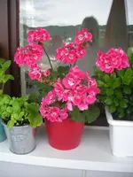 DSCN0347.webp
