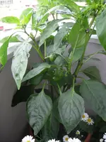 DSCN0350.webp