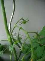 DSCN0351.webp