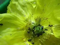 Käfer auf gelbem Mohn.webp
