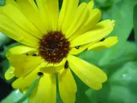 Käfer in gelber Ringelblumenblüte.webp