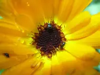Käfer in Ringelblumenblüte.webp