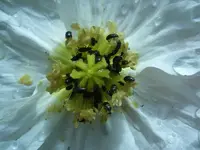 Käfer auf Mohn.webp
