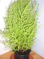 CIMG6322.webp
