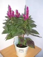 CIMG6323.webp