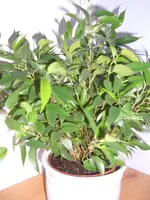 CIMG6324.webp