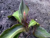 jpg2.webp