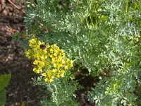 Weinraute mit Hummel.webp