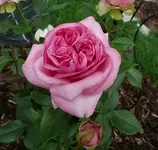 Gelbe rosa Kletterrose.webp