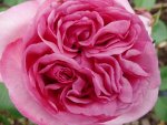 Gelbe rosa Kletterrose1.jpg