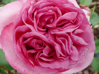 Gelbe rosa Kletterrose1.webp