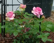 Gelbe rosa Kletterrose2.webp