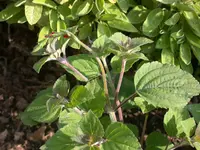 Mandarinensalbei.webp