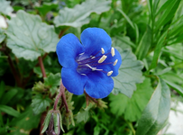 Kennichnicht Blümchen.webp