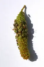 Bild 367.webp