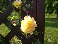Garten 06-3 003.webp