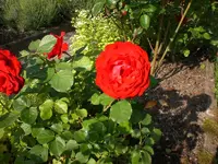 Garten 06-3 004.webp