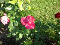 Garten 06-3 005.webp