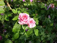 Garten 06-3 007.webp