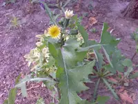 jpg II.webp