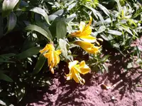 jpg III.webp