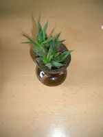 Aloe.webp