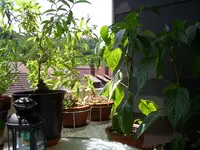 CIMG4817.webp