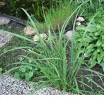 Gras_Tagetes_Schädling_2008_06_17 003 (5).webp