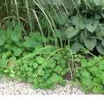 Gras_Tagetes_Schädling_2008_06_17 003.webp