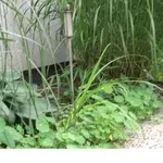 Gras_Tagetes_Schädling_2008_06_17 003 (1).webp