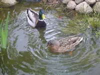ebay321 353.webp