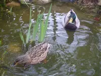 ebay321 354.webp