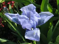 IMG_blue denim_1024x768.webp