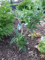 schmetterlingsflieder.webp
