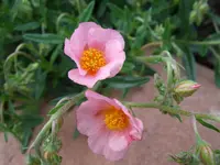 sonnenröschen.webp