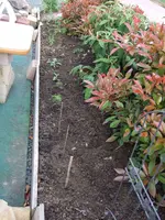 terrassenbeet_2.webp
