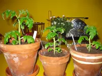 IMG_0582.JPG