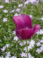 DSC02727.webp