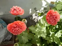 mohn1.webp