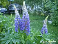 lupinen4.webp