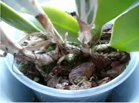 Orchi 007.webp