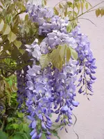 038.webp