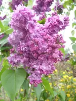043.webp